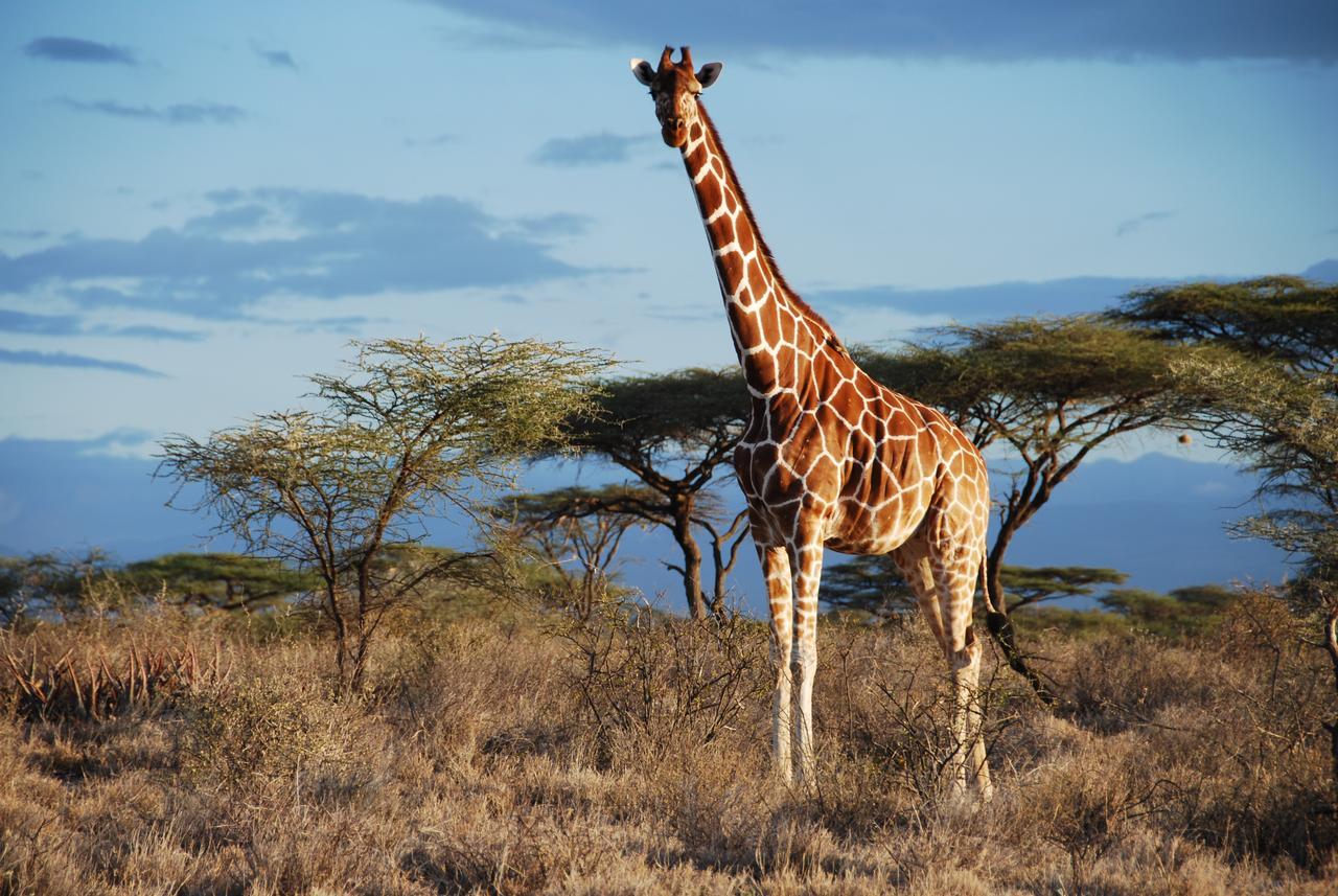 Bush Lovers Lodge موديمول المظهر الخارجي الصورة